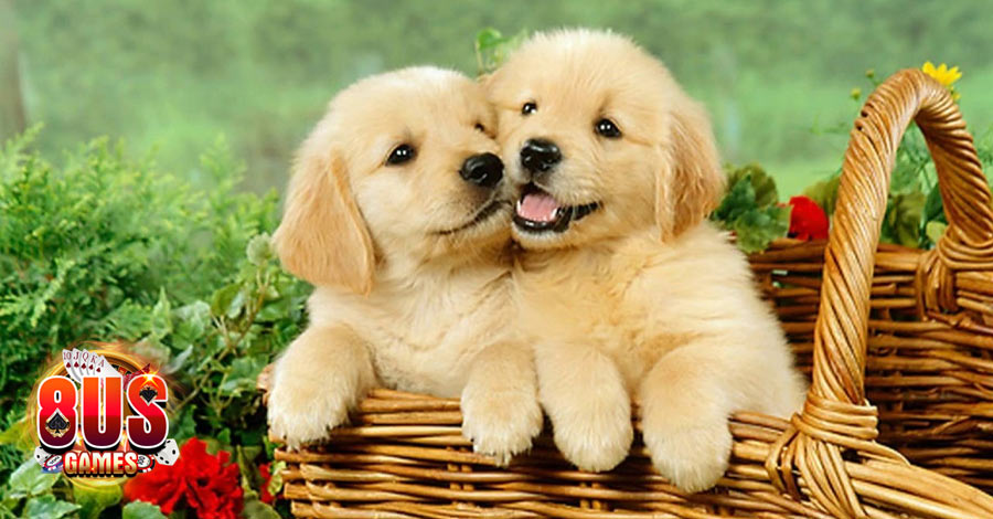 Giải mã ý nghĩa giấc mơ thấy chó và những con số liên quan 7 Khám phá con số may mắn khi nằm mơ thấy chó?