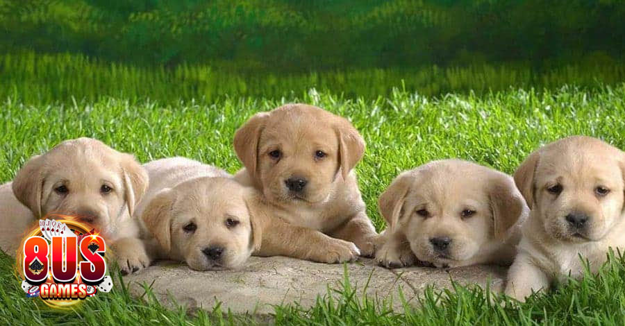 Giải mã ý nghĩa giấc mơ thấy chó và những con số liên quan 6 Thông điệp khi nằm mơ thấy đàn chó con mới đẻ