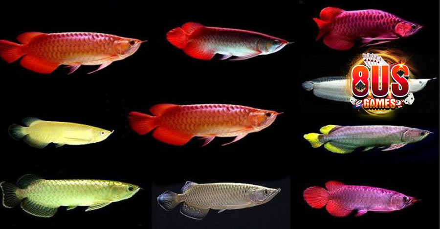 Mơ Bắt Được Cá - Điềm Báo Cho Biết Điều Gì Sắp Xảy Ra 7 Mơ bắt được nhiều cá